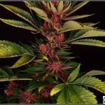 Terpeno – Definición, propiedades y función en plantas de marihuana