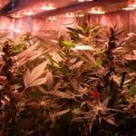 El Armariote de los Hermanos Hash5 Final de la floración del cultivo de marihuana