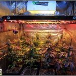 11- Lavado de raíces y luz residual en el cultivo de marihuana femicopia