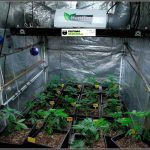 8-Día «D» hora «cero»: Comienza floración cultivo marihuana femicopia