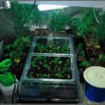 Lampara CFL Solux – luz fluorescente adaptada a cultivos de marihuana de interior