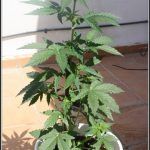 5- Las plantas de marihuana llevan 17 días en terraza, hablemos de nutrición