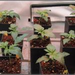 2- Ahora si que crecen las plantas de marihuana automáticas