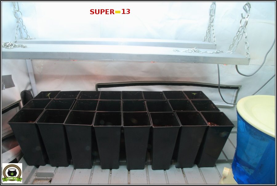 "Super-13: "Próximo cultivo de toni13