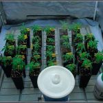 Bandeja de cultivo VDL para cultivos de marihuana de interior