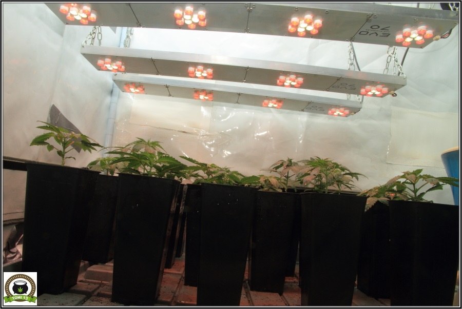 3- Actualización del cultivo de marihuana: De 120W pasan a 180W 2