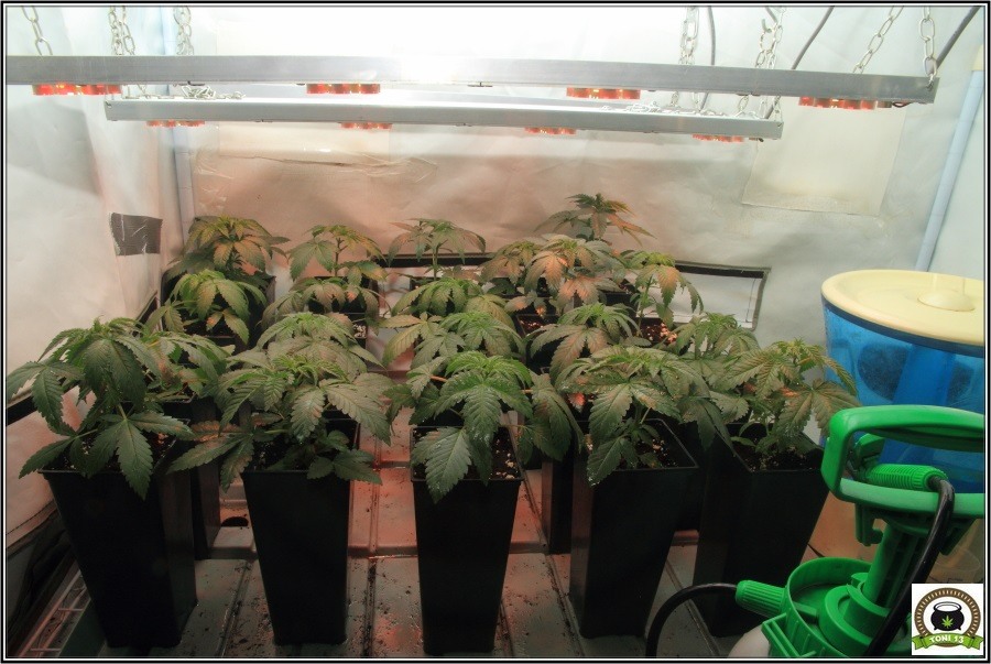 3- Actualización del cultivo de marihuana: De 120W pasan a 180W 3