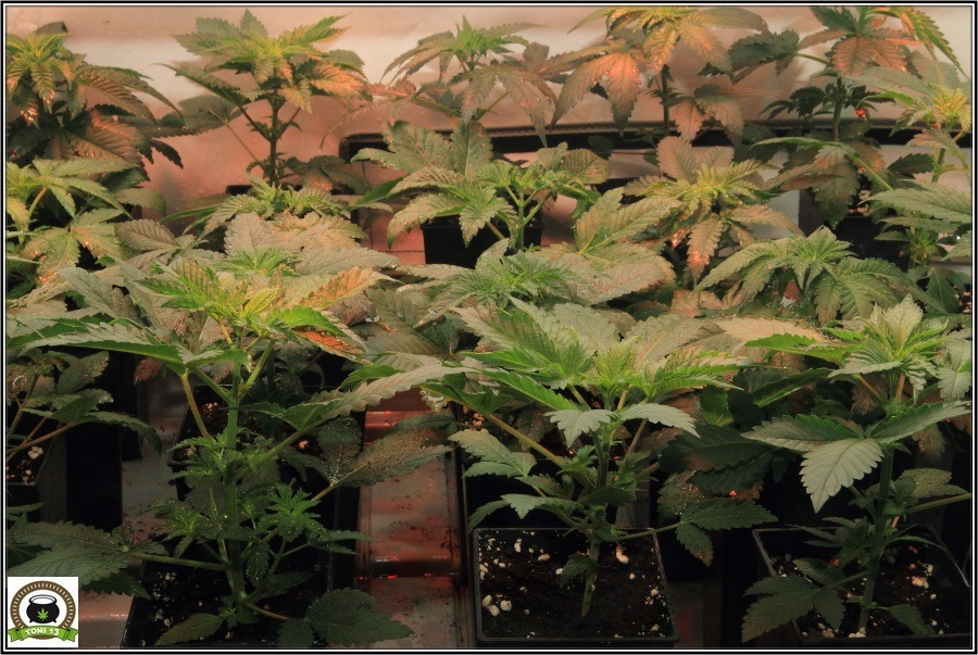 3- Actualización del cultivo de marihuana: De 120W pasan a 180W 5