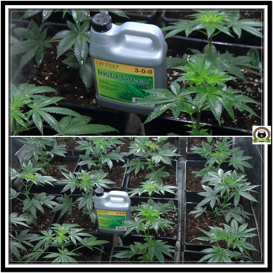 4- Las plantas de marihuana pasan a armario de floracion 3 grotek insta green