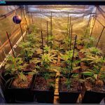 Tutor para plantas de marihuana – Tipos, cómo y cuándo colocarlos