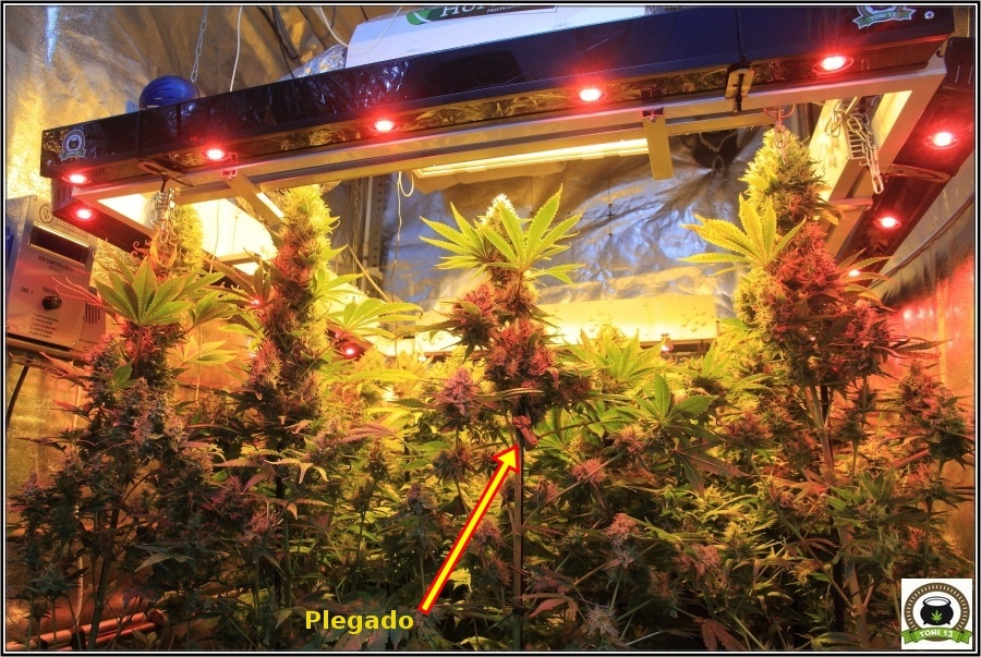 plegado del tallo en cultivos de marihuana, técnica de cultivo 1