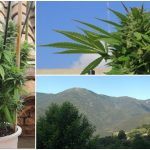 Cómo cultivar marihuana en exterior – Lugares y situaciones