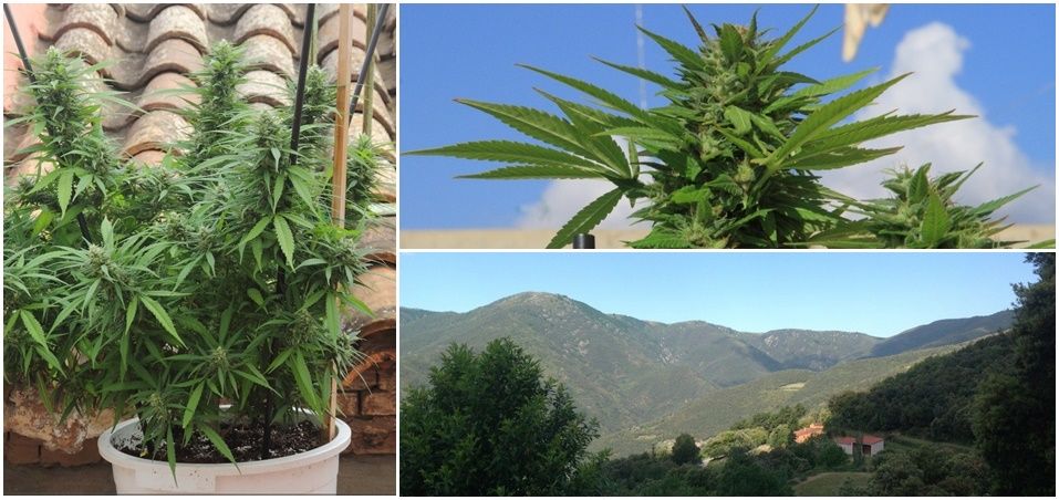 Cómo cultivar marihuana en exterior: Marihuana en terraza, marihuana en balcón, marihuana en tierra. Tipos de cultivo de exterior marihuana.