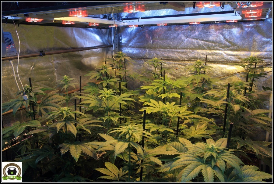12- Actualización del cultivo de marihuana: Dos semanas a 12/12 2