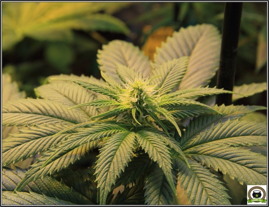 12- Actualización del cultivo de marihuana: Dos semanas a 12/12 3
