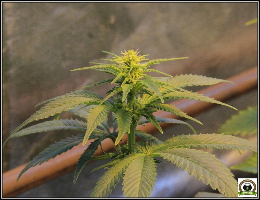 12- Actualización del cultivo de marihuana: Dos semanas a 12/12 4