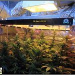 14- Actualización del cultivo de marihuana: Cuatro semanas a 12/12