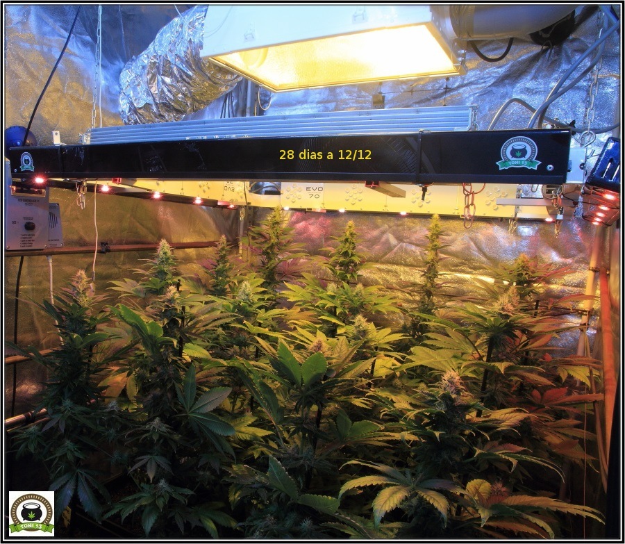 14- Actualización del cultivo de marihuana: Cuatro semanas a 12/12 1