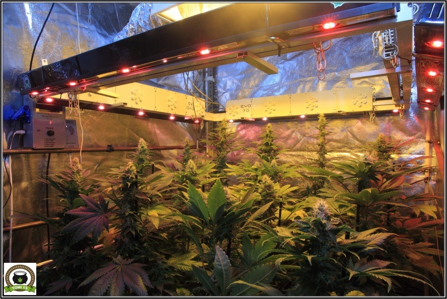 14- Actualización del cultivo de marihuana: Cuatro semanas a 12/12 2