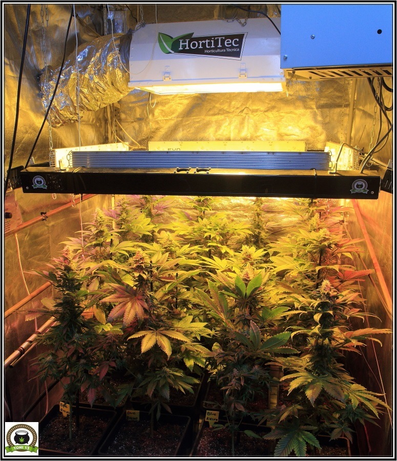 14- Actualización del cultivo de marihuana: Cuatro semanas a 12/12 3