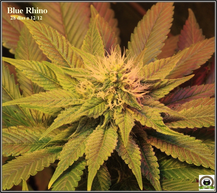 14- Actualización del cultivo de marihuana: Cuatro semanas a 12/12 4