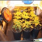 1- Presentación Star-13 Primera semana de floración del cultivo de marihuana