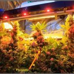 8- Punto de saturación lumínica en un cultivo de interior de marihuana