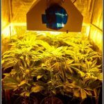 2- Star-13 segunda semana de floración del cultivo de marihuana
