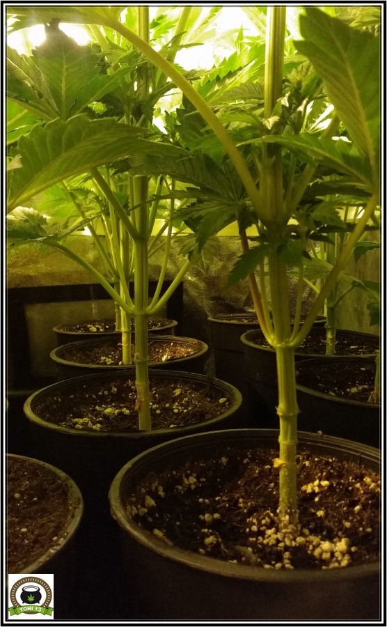 poda de ramas bajas en armario de interior de plantas de marihuana