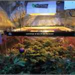 19- Termino 4º semana de floración en el cultivo de marihuana, conecto el CO2