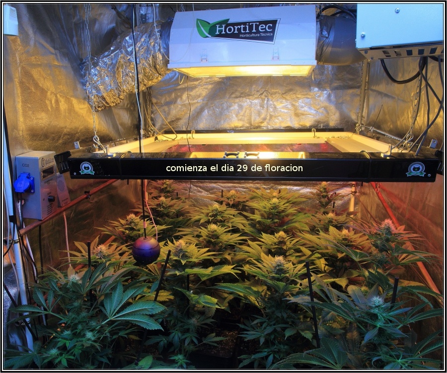 19-Termino 4º semana de floración cultivo cannabis, conecto el CO2-1
