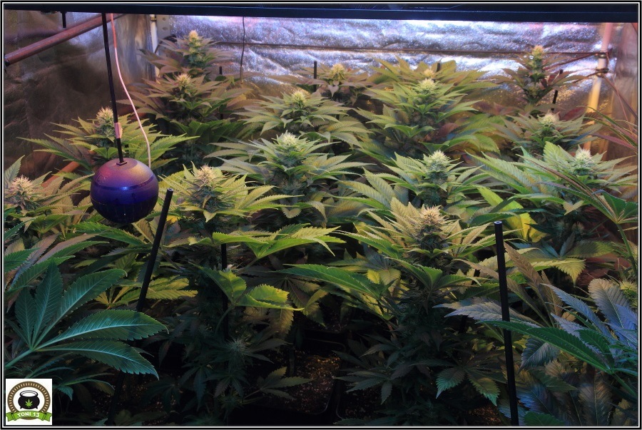 19-Termino 4º semana de floración cultivo cannabis, conecto el CO2-3