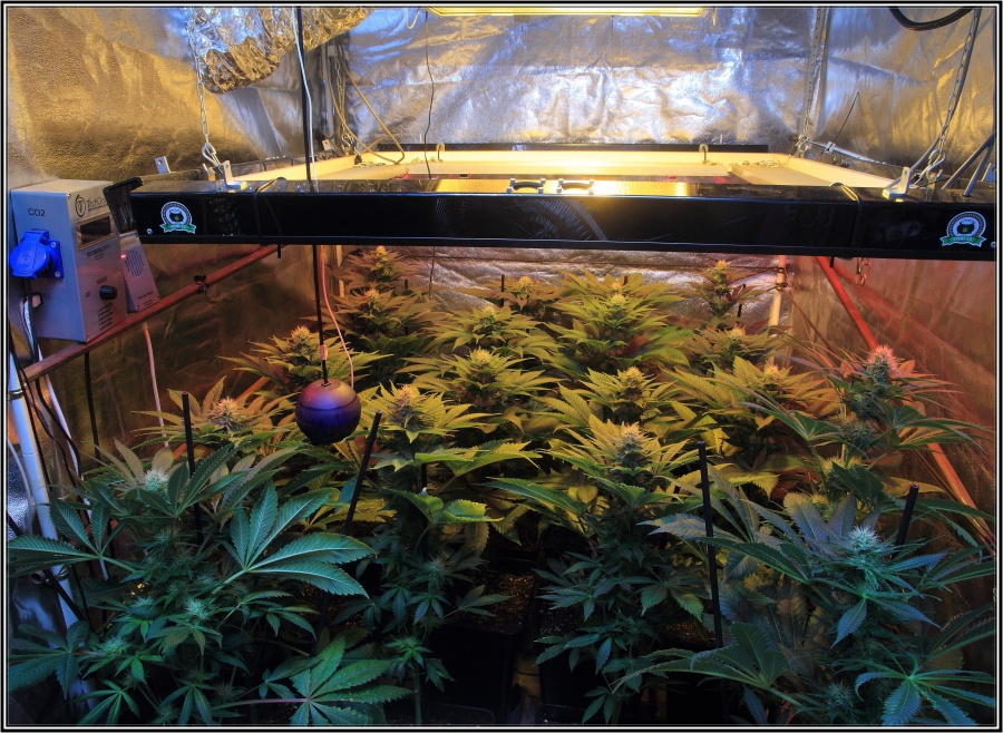 19-Termino 4º semana de floración cultivo cannabis, conecto el CO2-2