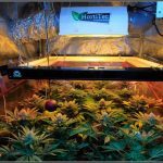 20- Termino 5º semana de floración en el cultivo de marihuana ciclo continuo
