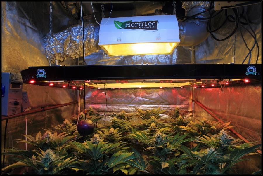 20-Termino 5º semana de floracion cultivo cannabis armario interior-2