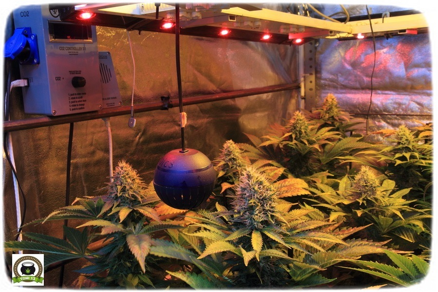 21-Termino 7º semana en el cultivo de marihuana desde el cambio a 12/12-2