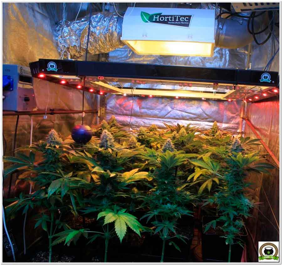 21-Termino 7º semana en el cultivo de marihuana desde el cambio a 12/12-1