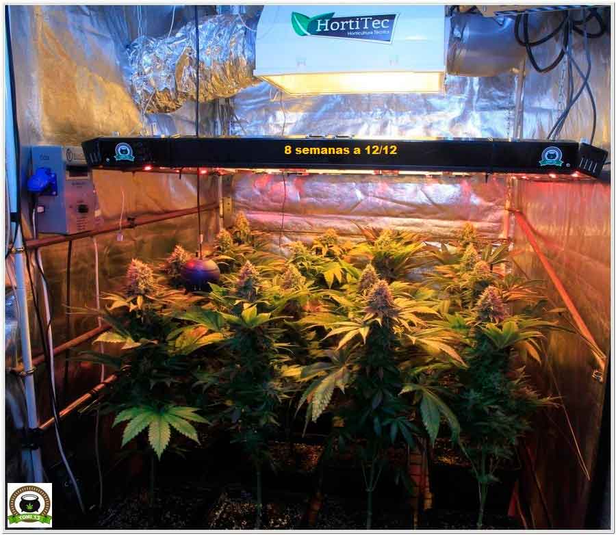 22-Termino 8º semana floración cultivo marihuana desde el cambio a 12/12-1