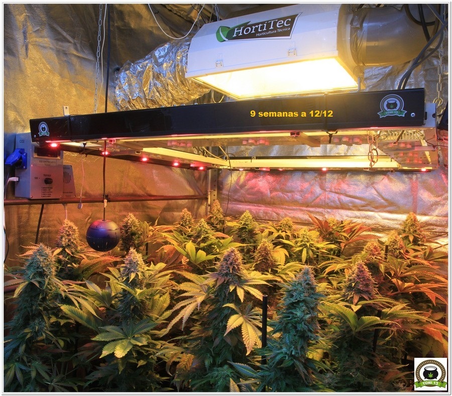 cultivo de marihuana armario de interior sodio LED floración 1
