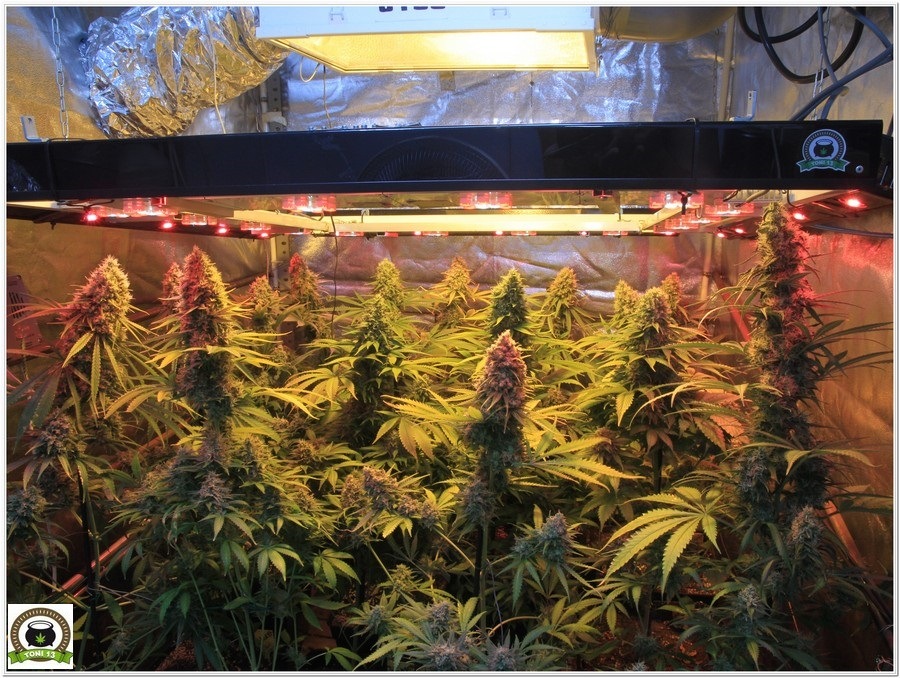 cultivo de marihuana en armario de interior con semillas de positronics