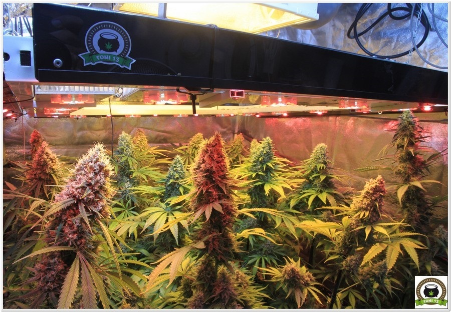 cultivo de marihuana en armario de interior con semillas de positronics 3