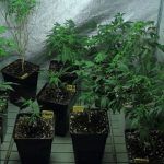Cómo seleccionar y conservar las plantas madre de marihuana