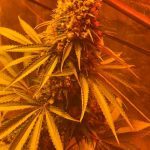 27- Somango#47 y critical#47 de Positronics: final del cultivo de marihuana