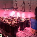 4- Seguimiento marihuana LEC Criti-13:  Se amplia la zona de cultivo