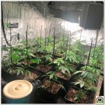 8- Seguimiento marihuana LEC Criti-13: 28 días de crecimiento de las plantas