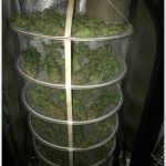 Armario de interior para cultivo de marihuana Dark Box