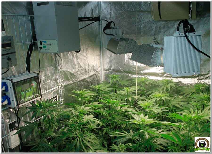 12- cultivo marihuana LEC Criti-13: Primeros 17 días de floración 1