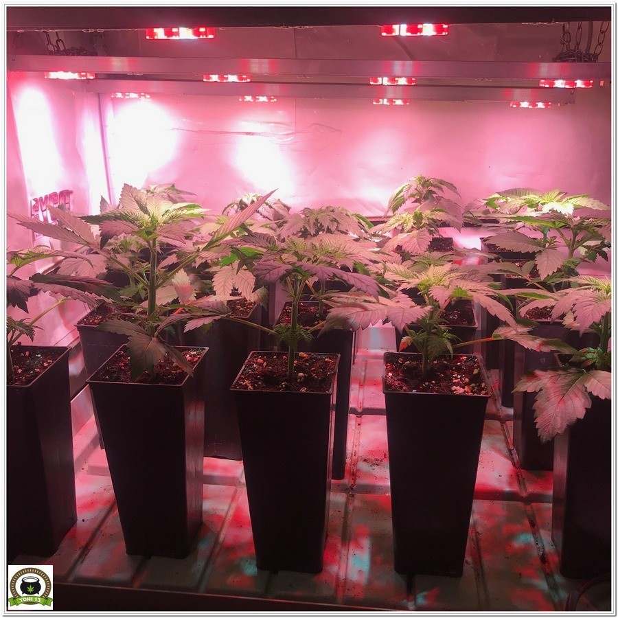 7-Cultivo marihuana medicinal con abonos Cyco-17
