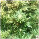 14- Seguimiento marihuana LEC Criti-13: 4º y 5º semana de floración