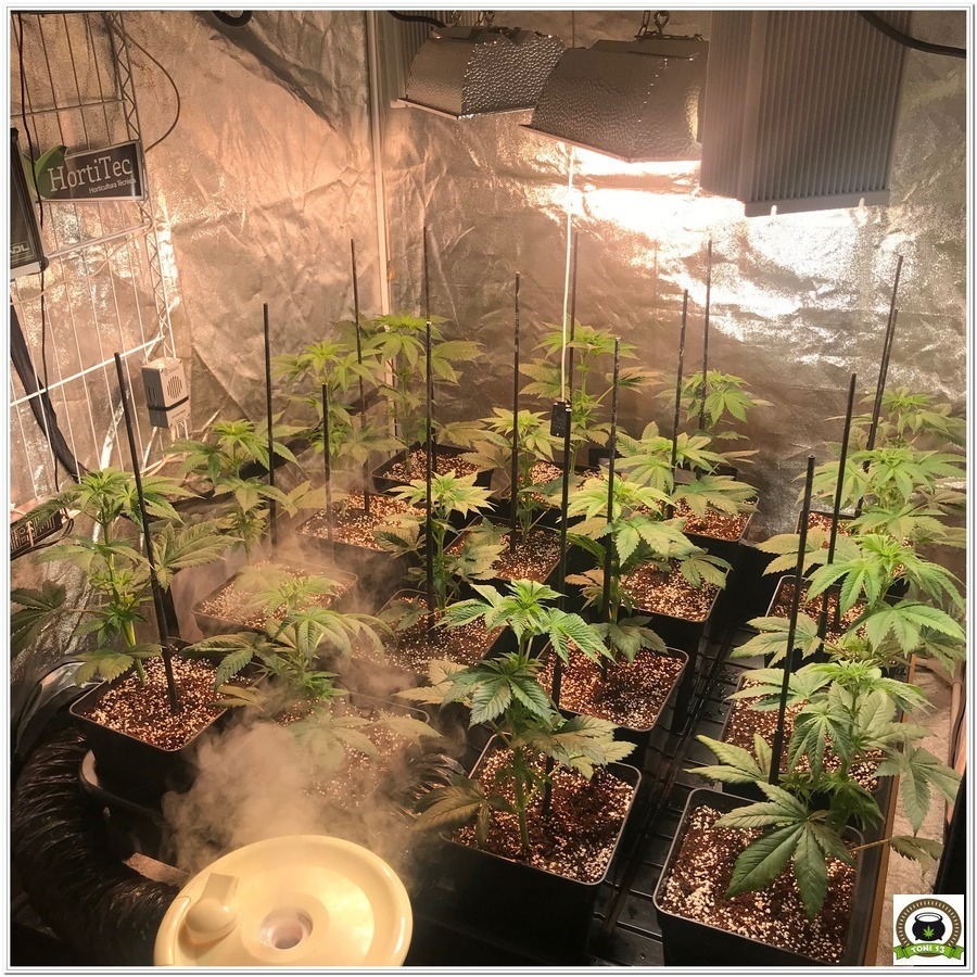 10-Cultivo marihuana medicinal con abonos Cyco-26